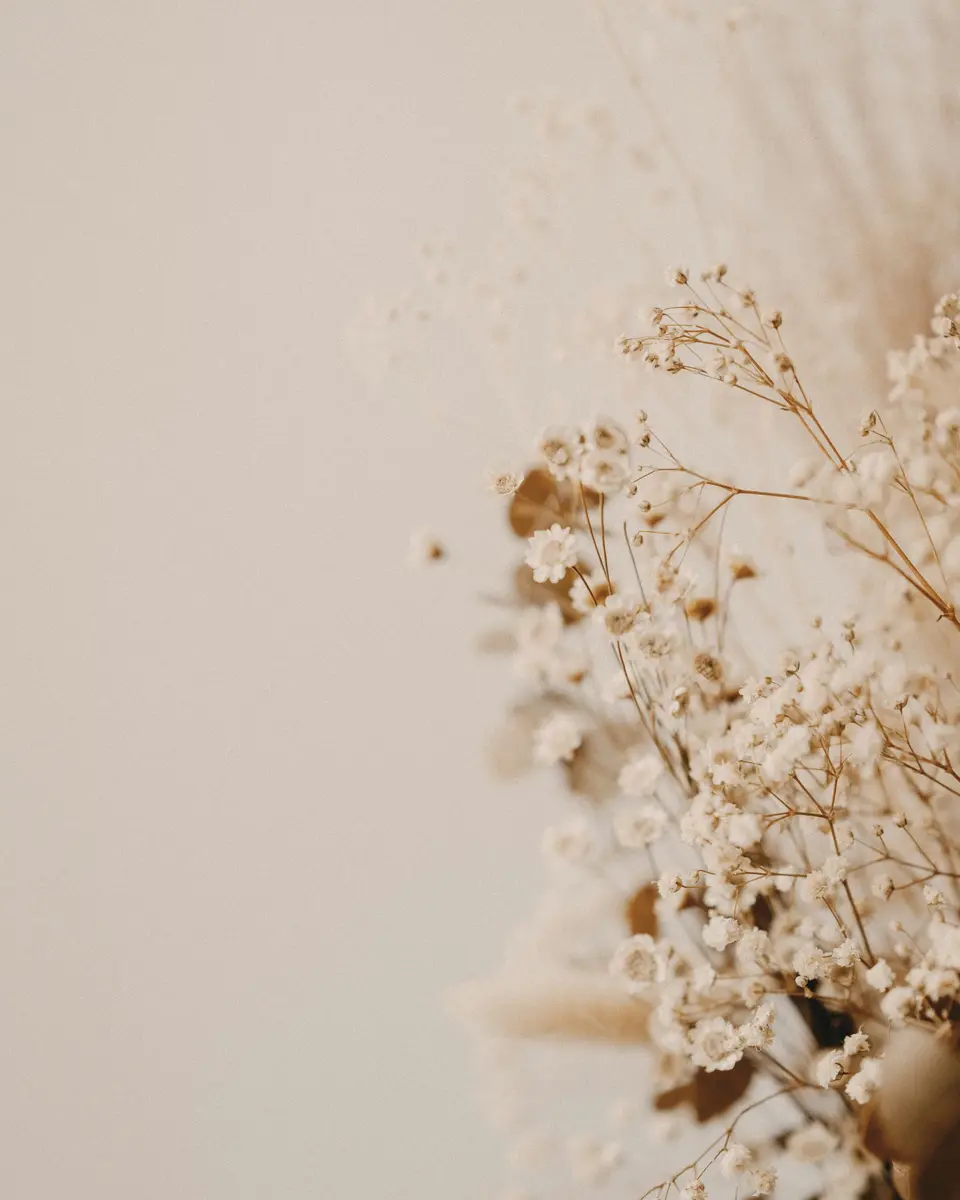Fleurs séchées sur fond clair