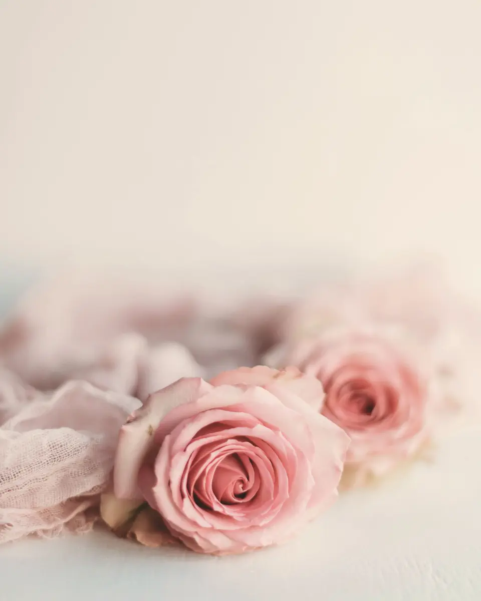 Rose poudrée dans une lumière douce